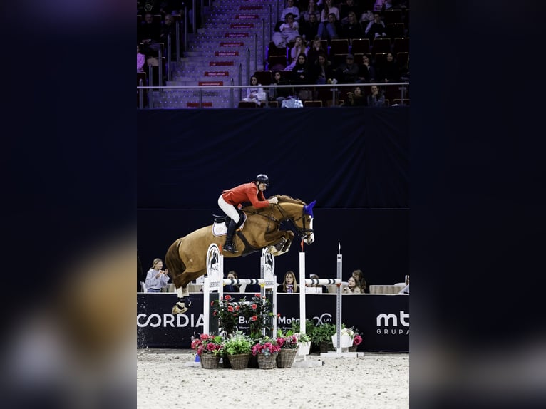 Oldenburger Springpferd Wallach 11 Jahre 172 cm Fuchs in Kwidzyn