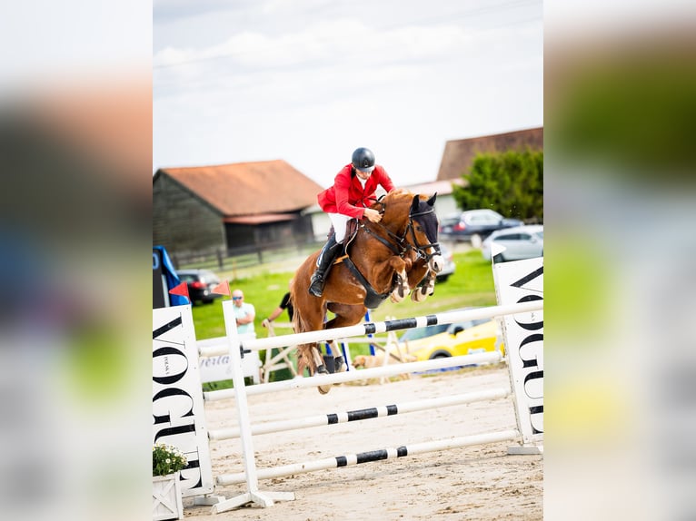 Oldenburger Springpferd Wallach 11 Jahre 172 cm Fuchs in Kwidzyn