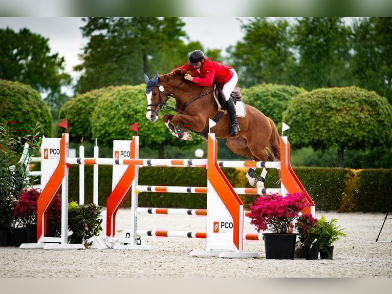 Oldenburger Springpferd Wallach 11 Jahre 172 cm Fuchs in Kwidzyn