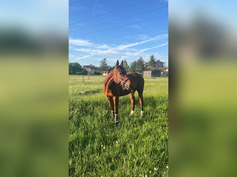 Oldenburger Springpferd Wallach 11 Jahre 175 cm Brauner in Eppelheim