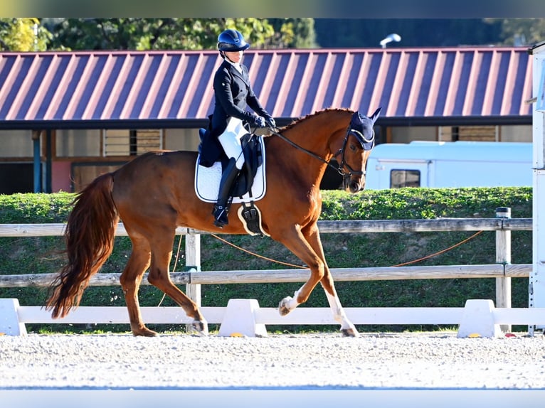 Oldenburger Springpferd Wallach 11 Jahre 175 cm Fuchs in Nice