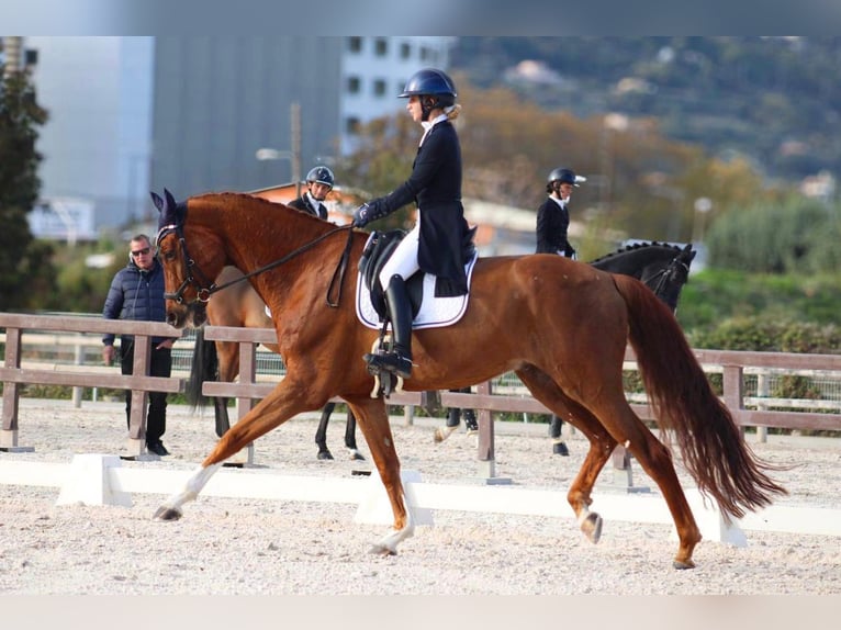Oldenburger Springpferd Wallach 11 Jahre 175 cm Fuchs in Nice