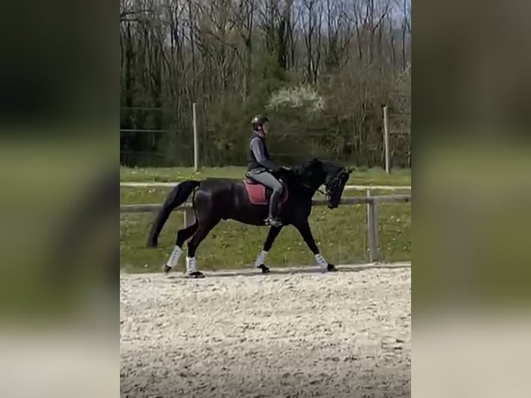 Oldenburger Springpferd Wallach 11 Jahre 175 cm Rappe in Yvoire