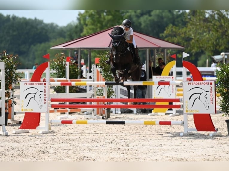 Oldenburger Springpferd Wallach 11 Jahre 175 cm Rappe in Schopfheim