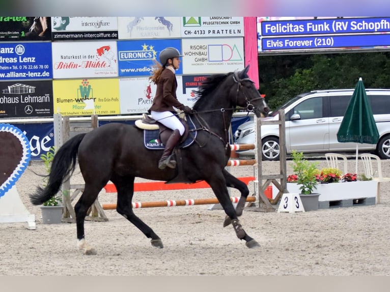 Oldenburger Springpferd Wallach 11 Jahre 175 cm Rappe in Schopfheim