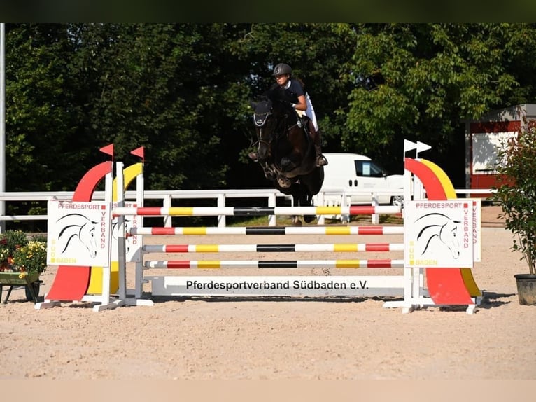 Oldenburger Springpferd Wallach 11 Jahre 175 cm Rappe in Schopfheim