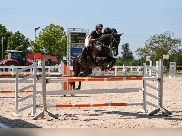Oldenburger Springpferd Wallach 11 Jahre 175 cm Rappe in Schopfheim