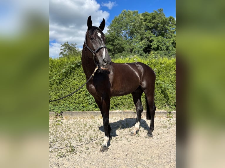 Oldenburger Springpferd Wallach 11 Jahre 175 cm Rappe in Schopfheim
