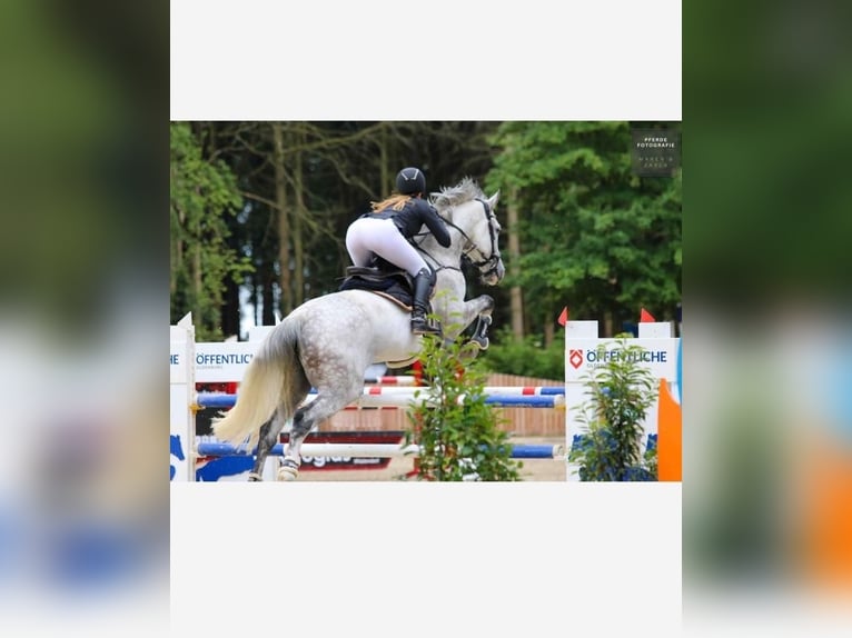 Oldenburger Springpferd Wallach 11 Jahre 175 cm Schimmel in Ostercappeln