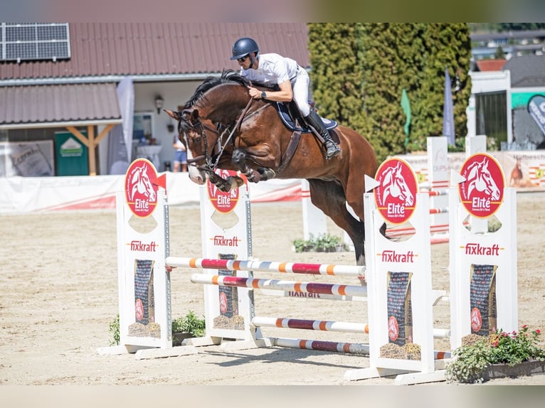 Oldenburger Springpferd Wallach 11 Jahre 178 cm Brauner in Verden (Aller)