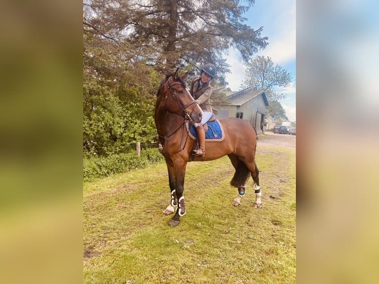 Oldenburger Springpferd Wallach 11 Jahre 178 cm Brauner in Verden (Aller)