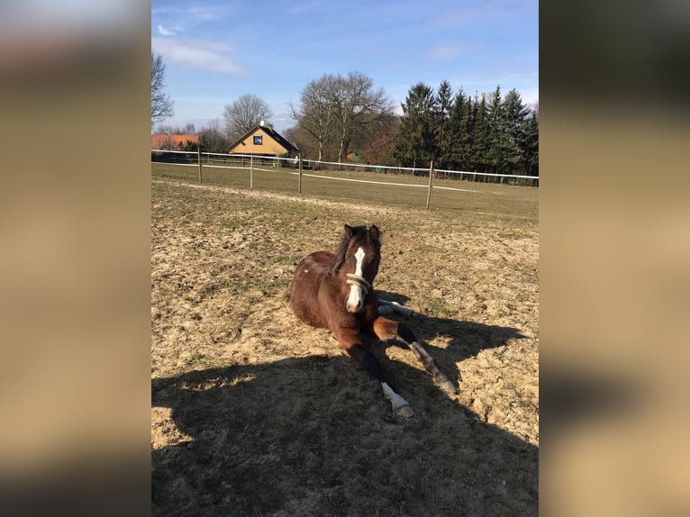 Oldenburger Springpferd Wallach 11 Jahre 178 cm Brauner in Verden (Aller)