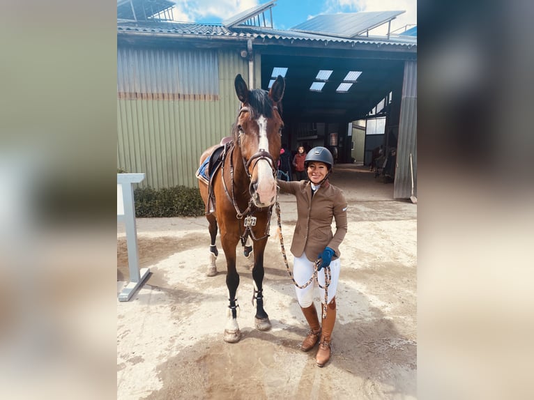 Oldenburger Springpferd Wallach 11 Jahre 178 cm Brauner in Verden (Aller)