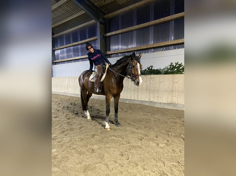 Oldenburger Springpferd Wallach 11 Jahre 178 cm Brauner in Verden (Aller)