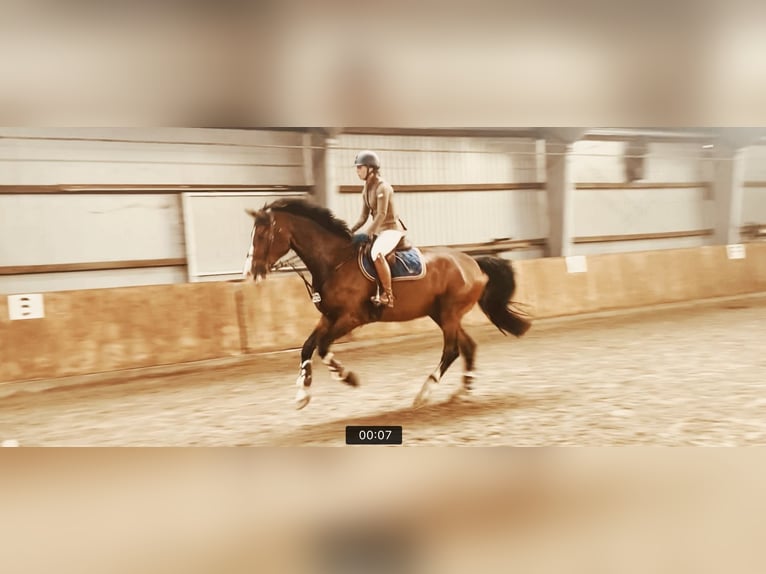 Oldenburger Springpferd Wallach 11 Jahre 178 cm Brauner in Verden (Aller)