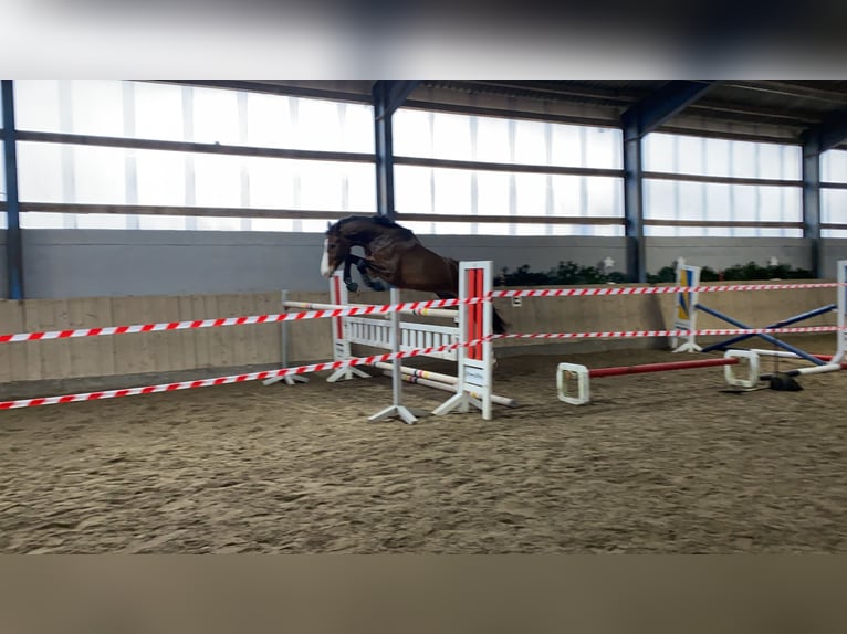 Oldenburger Springpferd Wallach 11 Jahre 178 cm Brauner in Verden (Aller)