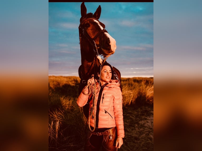 Oldenburger Springpferd Wallach 11 Jahre 178 cm Brauner in Verden (Aller)