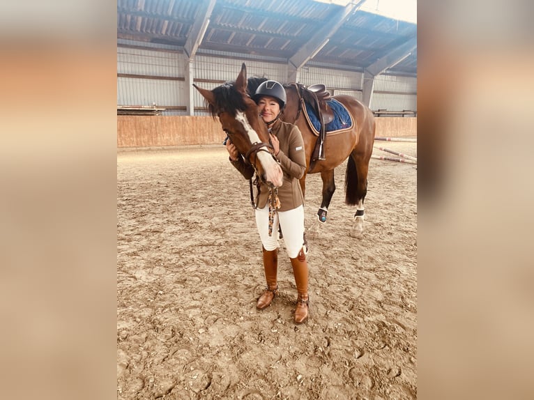 Oldenburger Springpferd Wallach 11 Jahre 178 cm Brauner in Verden (Aller)