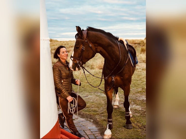 Oldenburger Springpferd Wallach 11 Jahre 178 cm Brauner in Verden (Aller)