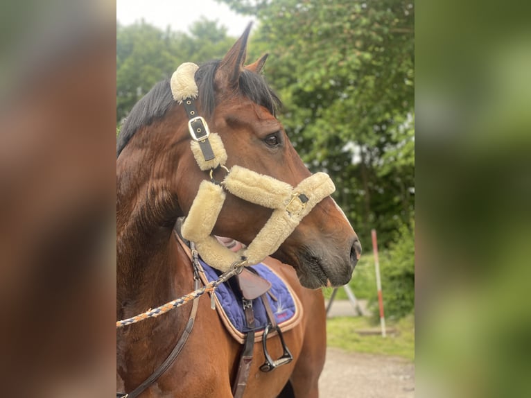 Oldenburger Springpferd Wallach 11 Jahre 178 cm Brauner in Verden (Aller)