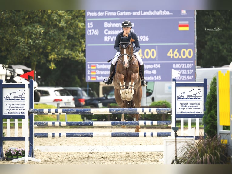 Oldenburger Springpferd Wallach 11 Jahre 178 cm Fuchs in Nettetal