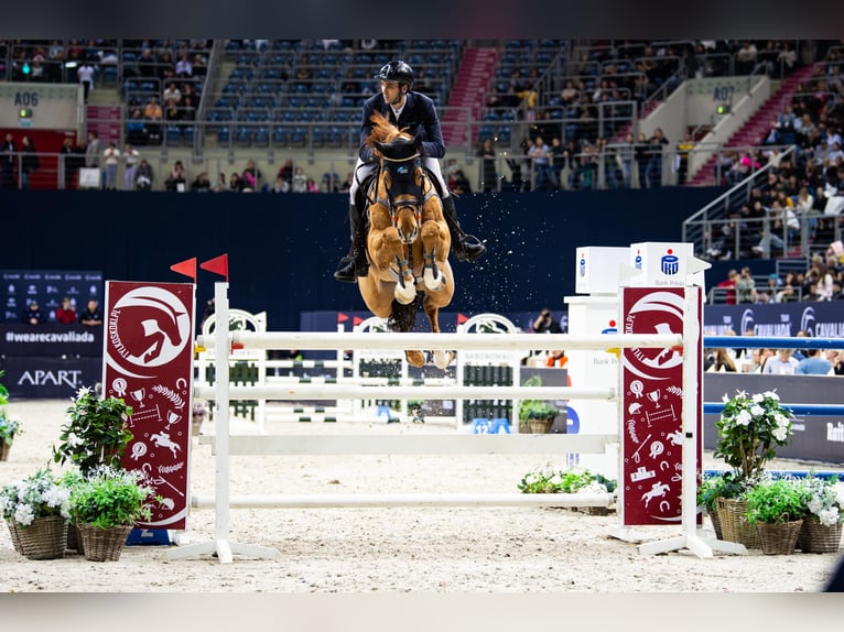Oldenburger Springpferd Wallach 11 Jahre 182 cm Fuchs in Leoncin