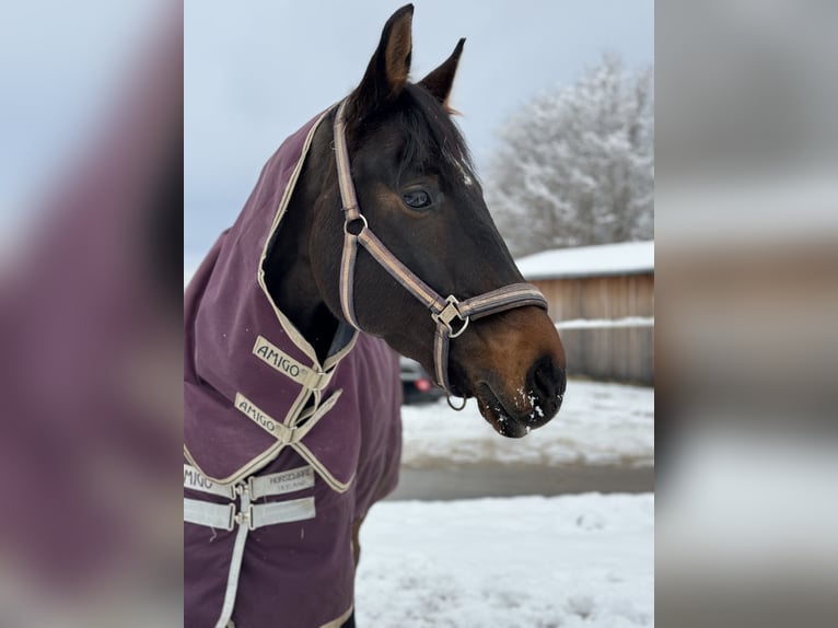 Oldenburger Springpferd Wallach 11 Jahre Dunkelbrauner in Altensteig