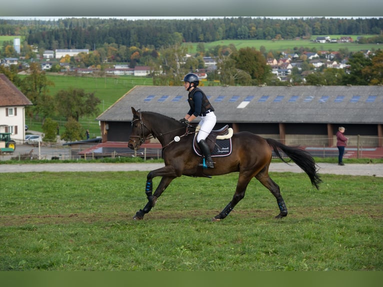Oldenburger Springpferd Wallach 11 Jahre Dunkelbrauner in Altensteig