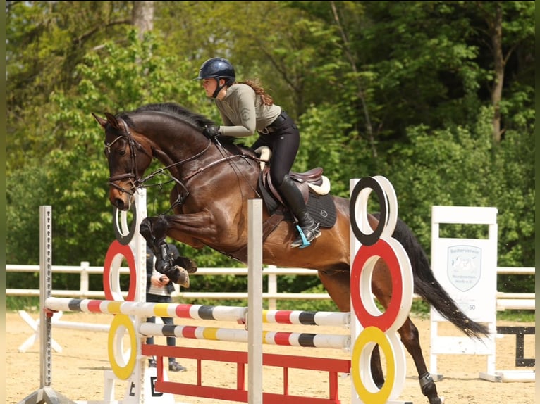 Oldenburger Springpferd Wallach 11 Jahre Dunkelbrauner in Altensteig