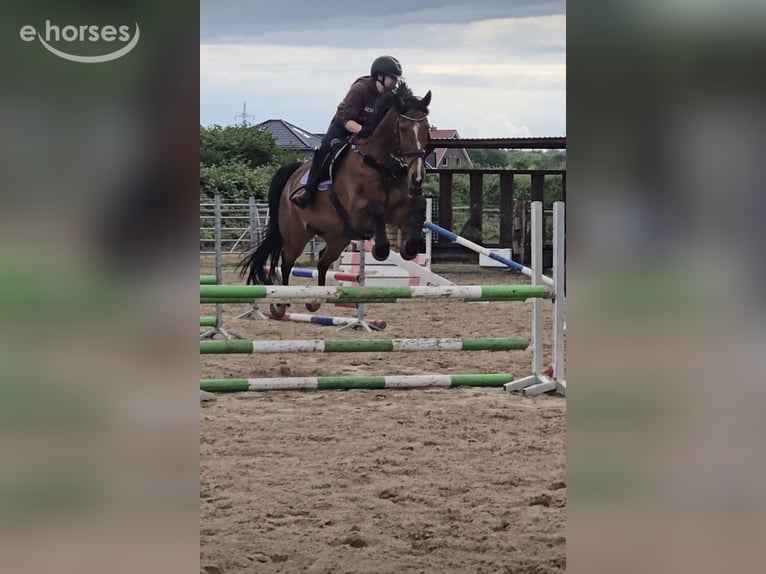 Oldenburger Springpferd Wallach 12 Jahre 165 cm Brauner in Langen