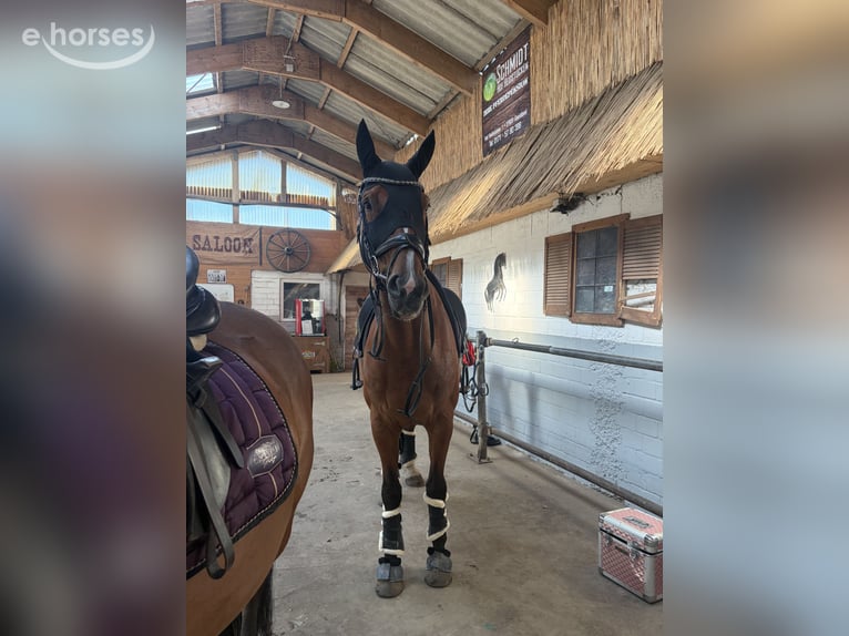 Oldenburger Springpferd Wallach 12 Jahre 165 cm Brauner in Langen