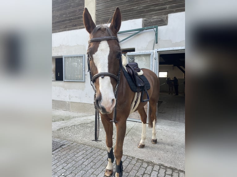 Oldenburger Springpferd Wallach 12 Jahre 166 cm Fuchs in Schönkirchen-Reyersdorf