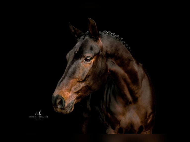 Oldenburger Springpferd Wallach 12 Jahre 166 cm Schwarzbrauner in Syke