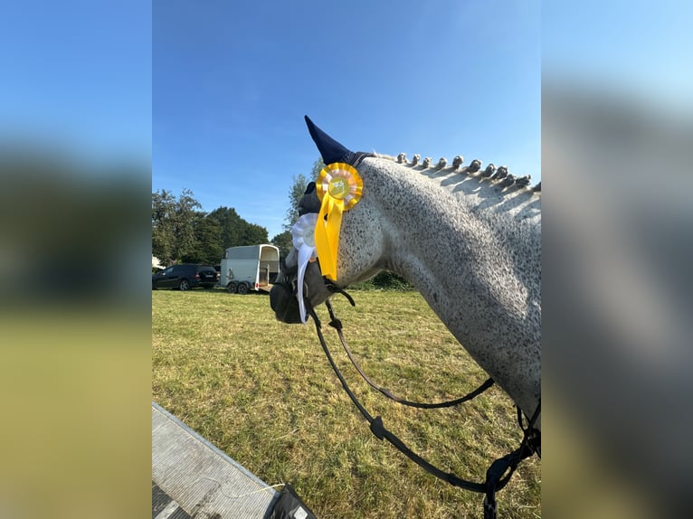 Oldenburger Springpferd Wallach 12 Jahre 168 cm Fliegenschimmel in Hirschberg an der Bergstra&#xDF;e