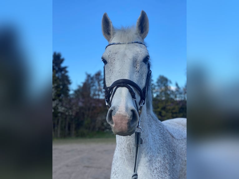 Oldenburger Springpferd Wallach 12 Jahre 168 cm Fliegenschimmel in Hirschberg an der Bergstra&#xDF;e