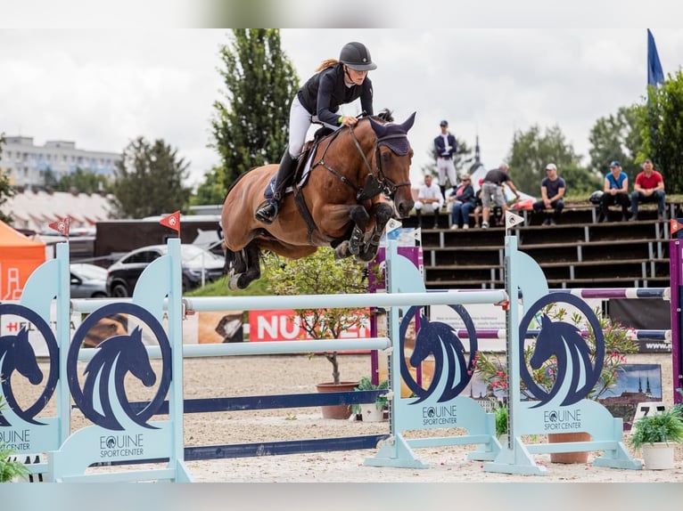 Oldenburger Springpferd Wallach 12 Jahre 170 cm Brauner in Prag