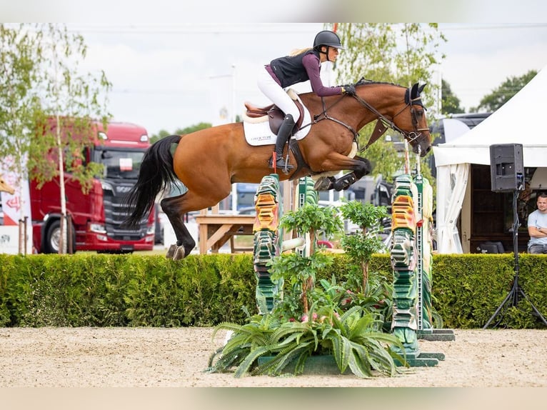 Oldenburger Springpferd Wallach 12 Jahre 170 cm Brauner in Prag