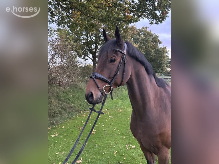 Oldenburger Springpferd Wallach 12 Jahre 170 cm Brauner in Bargenstedt