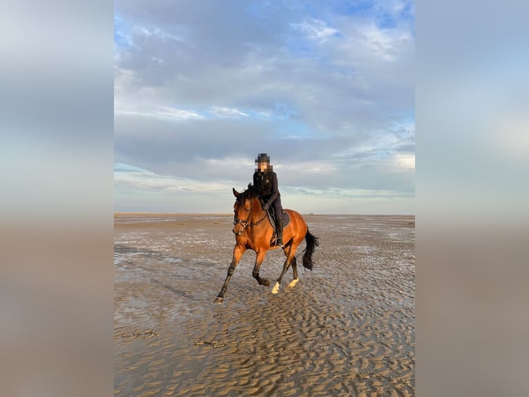 Oldenburger Springpferd Wallach 12 Jahre 170 cm Brauner in Nordermeldorf