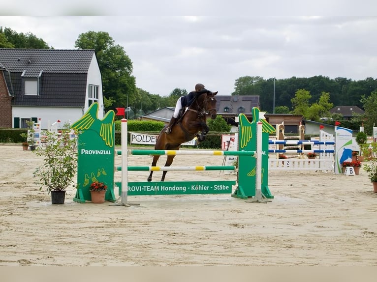 Oldenburger Springpferd Wallach 12 Jahre 172 cm Brauner in Willich