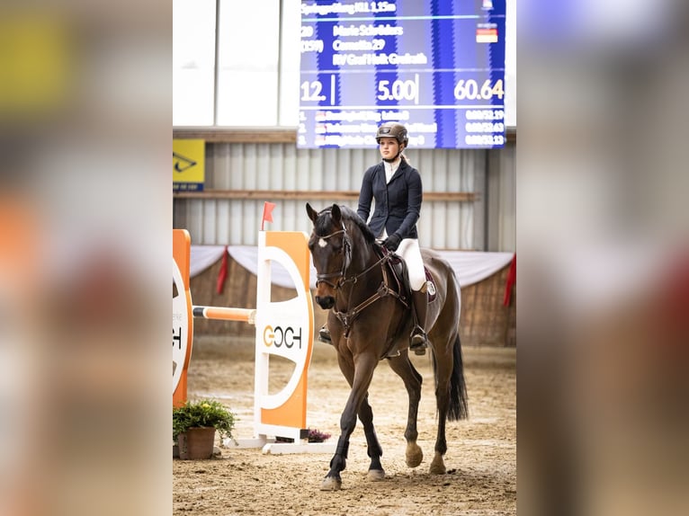 Oldenburger Springpferd Wallach 12 Jahre 172 cm Brauner in Willich