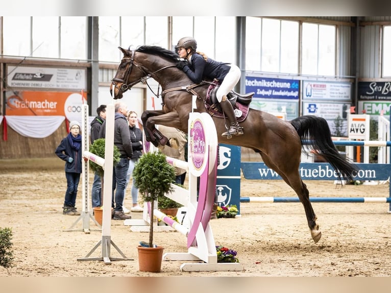 Oldenburger Springpferd Wallach 12 Jahre 172 cm Brauner in Willich