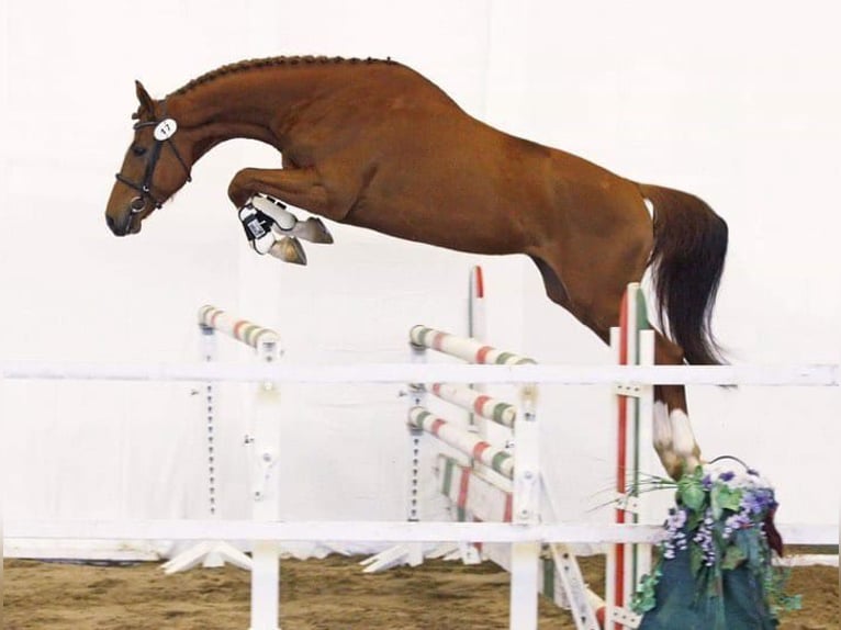 Oldenburger Springpferd Wallach 12 Jahre 172 cm Dunkelfuchs in Enying