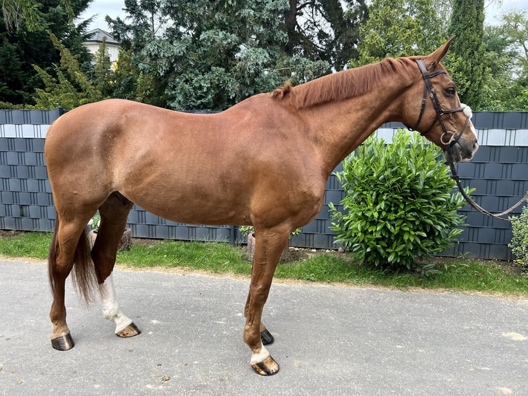 Oldenburger Springpferd Wallach 12 Jahre 172 cm Fuchs in Bornheim