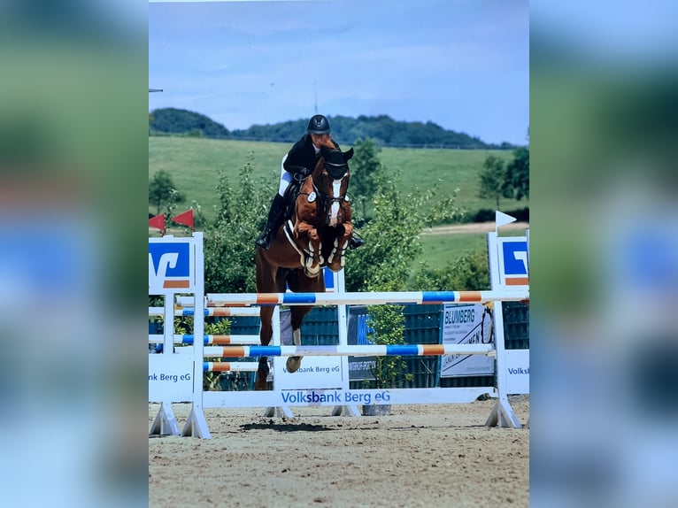 Oldenburger Springpferd Wallach 12 Jahre 172 cm Fuchs in Bornheim