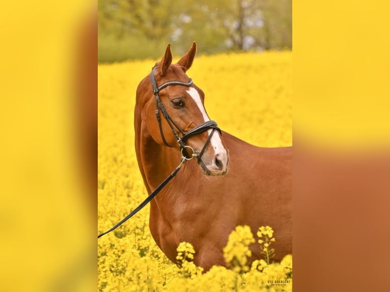 Oldenburger Springpferd Wallach 12 Jahre 173 cm Fuchs in Rausdorf