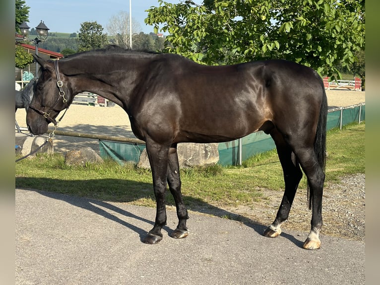 Oldenburger Springpferd Wallach 12 Jahre 177 cm Rappe in Altusried