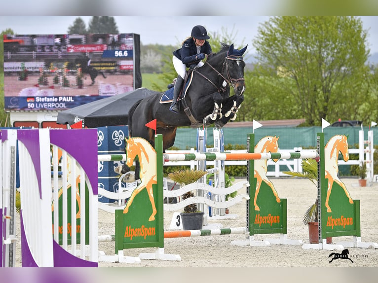 Oldenburger Springpferd Wallach 12 Jahre 177 cm Rappe in Altusried