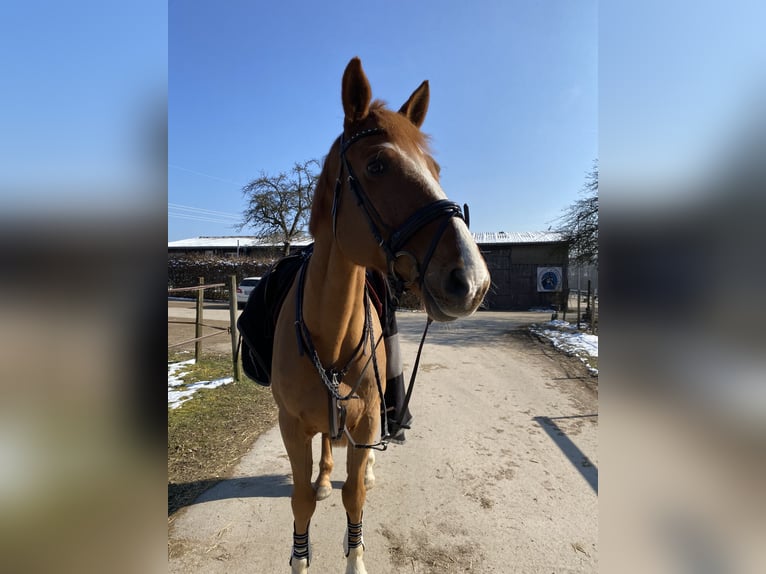 Oldenburger Springpferd Mix Wallach 12 Jahre 180 cm Fuchs in Aichwald