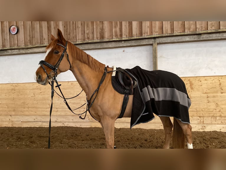 Oldenburger Springpferd Mix Wallach 12 Jahre 180 cm Fuchs in Aichwald